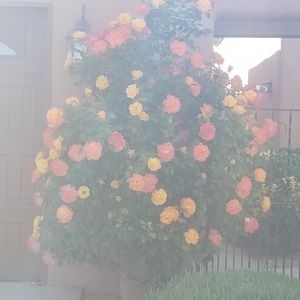 Meet your Posher, Ruchi